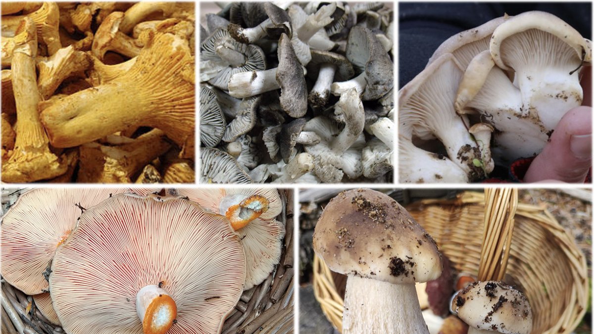 Delicias de nuestros montes