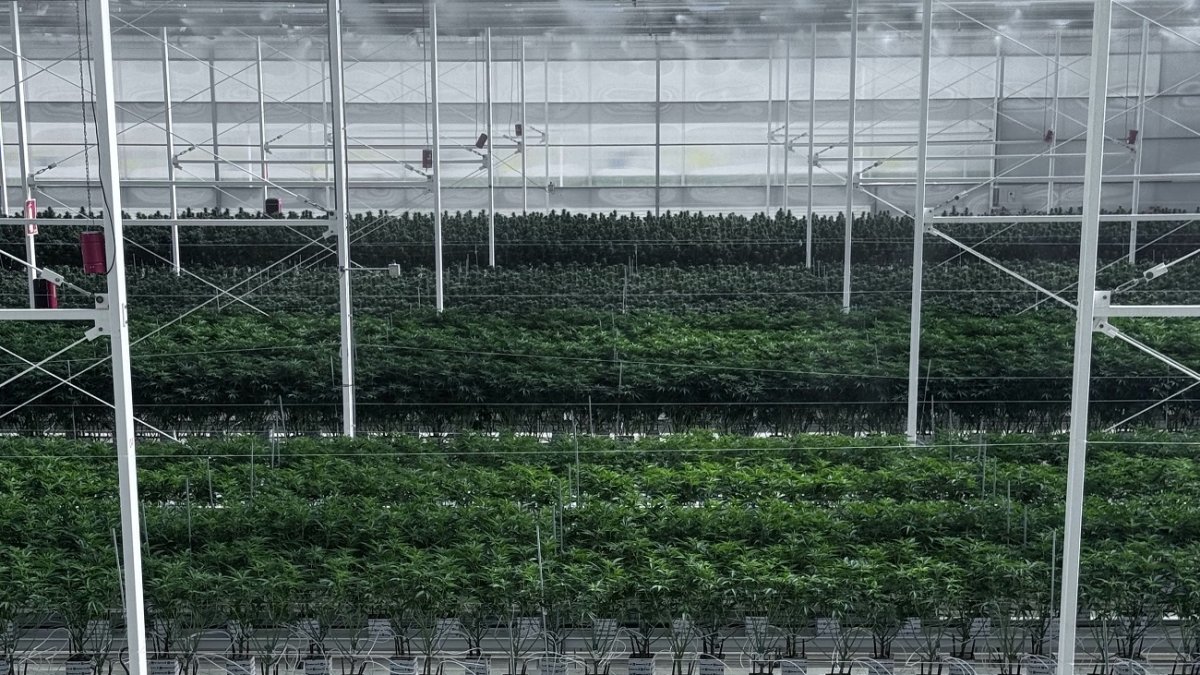 Detalle de la plantación de cannabis medicinal en Ondara.