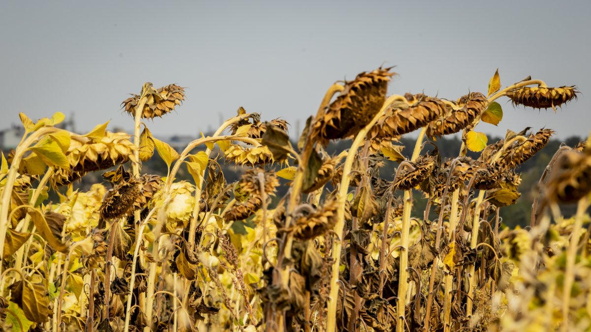 Finca de girasol en la provincia de Soria.