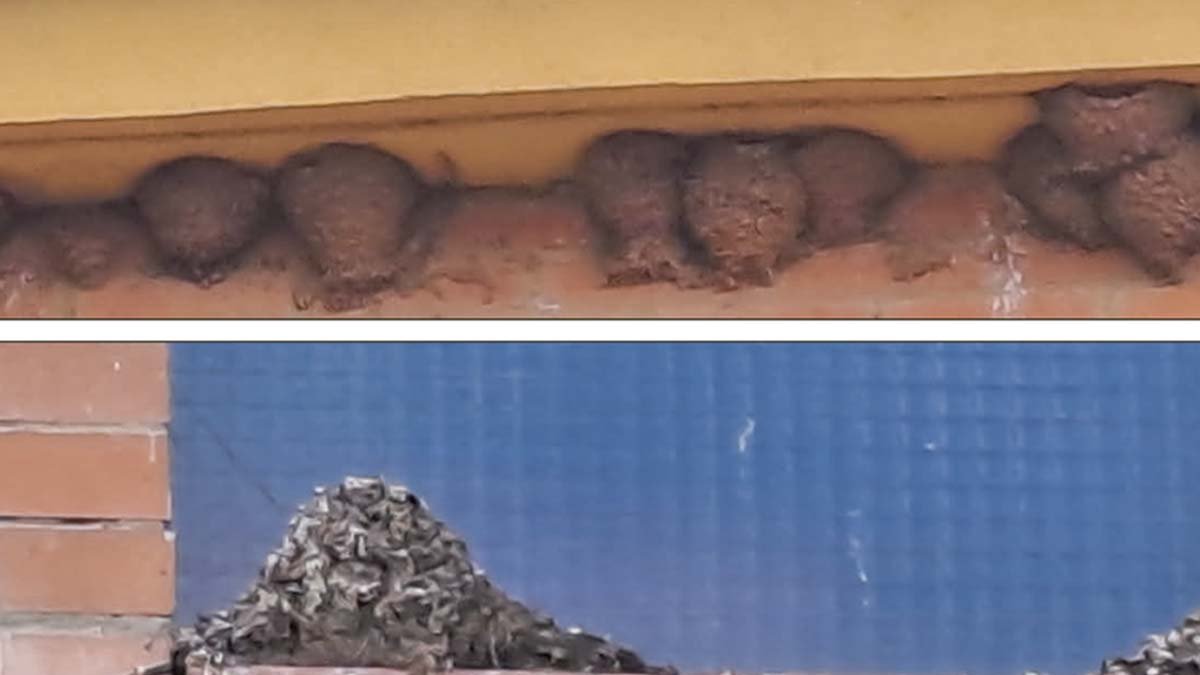 Arriba, varios de los nidos; abajo, montón de excrementos.