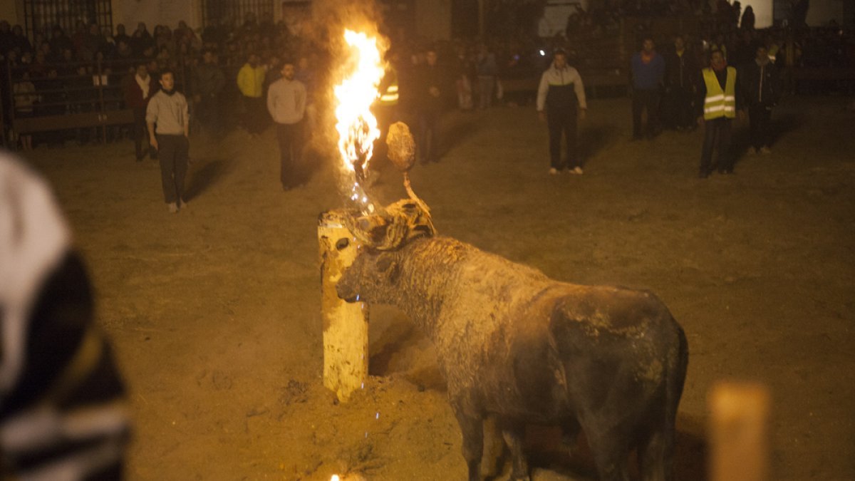 Toro Jubilo de Medinaceli.