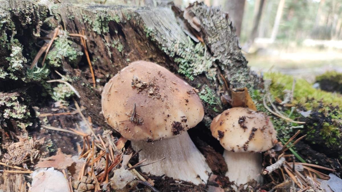 Dos hongos en el monte.