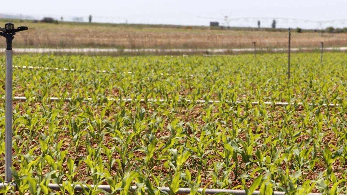 Cultivo de maíz en una finca de Castilla y León.