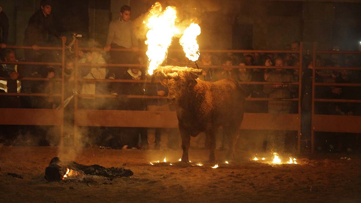 Toro Jubilo en el recinto vallado de Medinaceli.