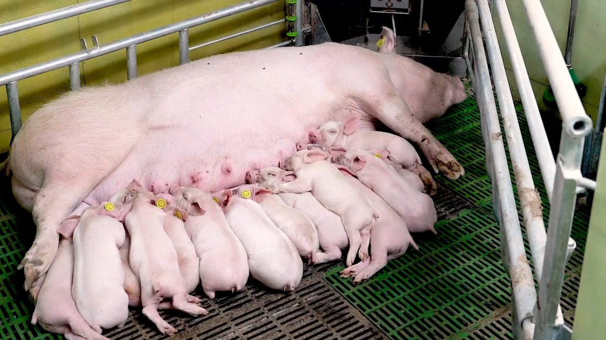 Una de las cerdas madres amamantando a sus crías en la granja El Cerruco de Atauta.