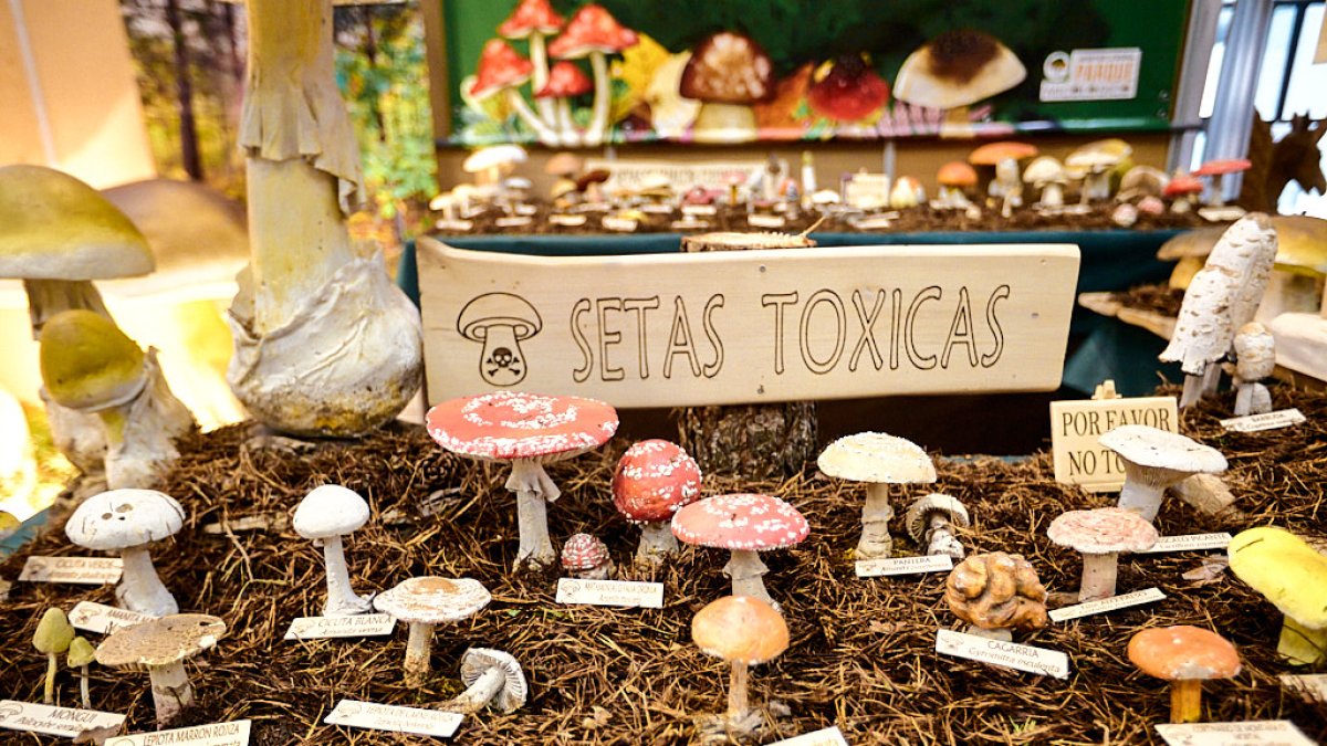 San Leonardo volvió a presumir de setas y conocimiento en sus XXII Jornadas Micológicas.