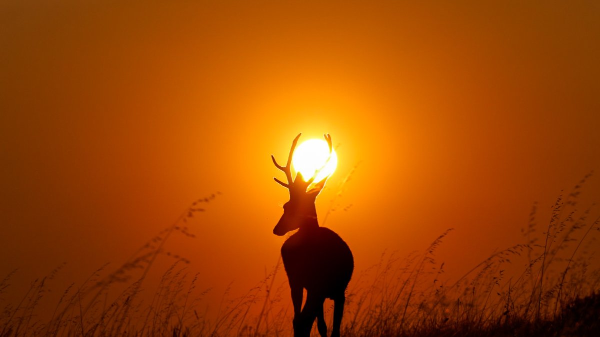 Una de las fotografías presentadas al concurso 'Mi verano en Soria'.