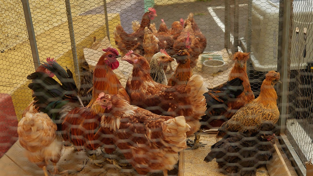Gallinas en una granja.