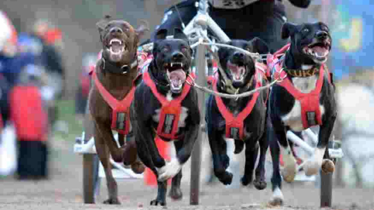 El mushing sobre tierra presenta unas peculiaridades especiales que se podrán ver a principios de diciembre en Ólvega.