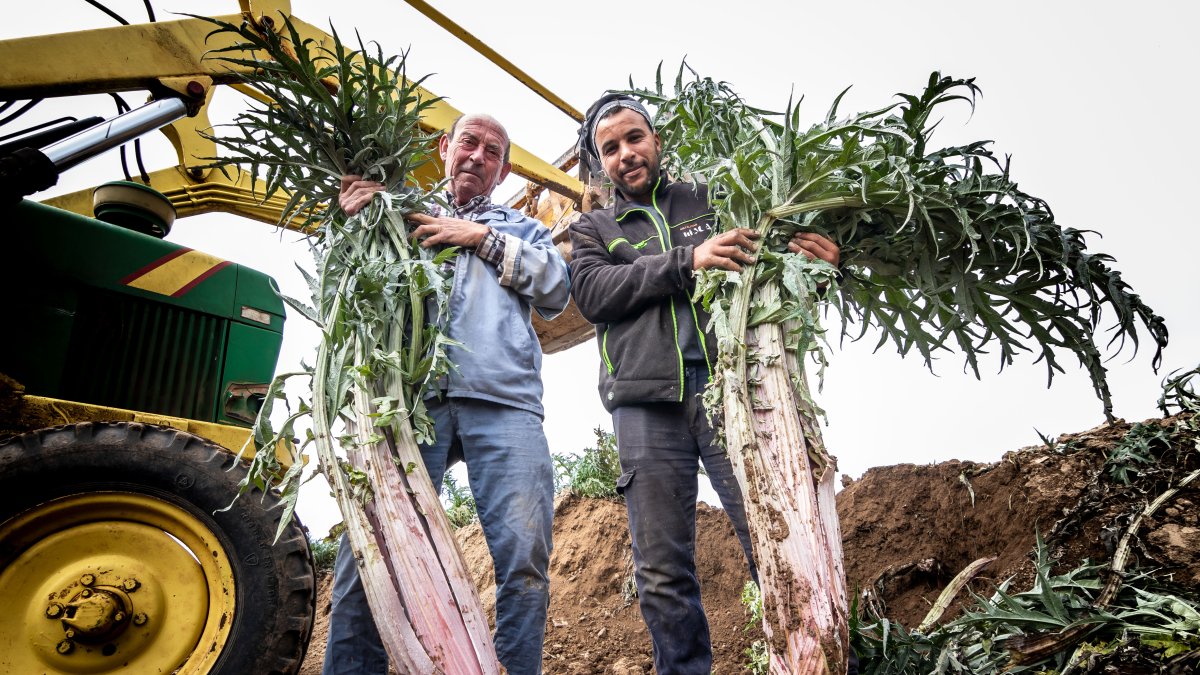 Emilio Zamora junto a su empleado posando con dos cardos rojos de Ágreda para ver su magnitud.