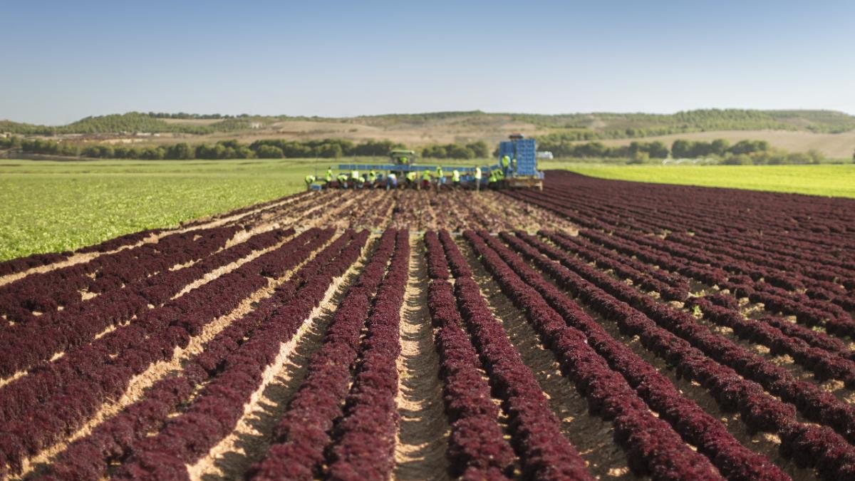 Plantación de lechugas en un campo de Soria.