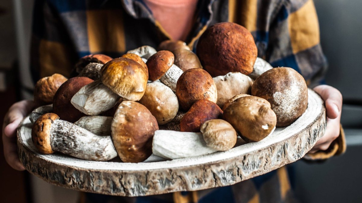 Boletus silvestres recogidos en la sierra de Soria, el hongo que se incorpora al queso curado de leche cruda elaborado por Quesoncala.