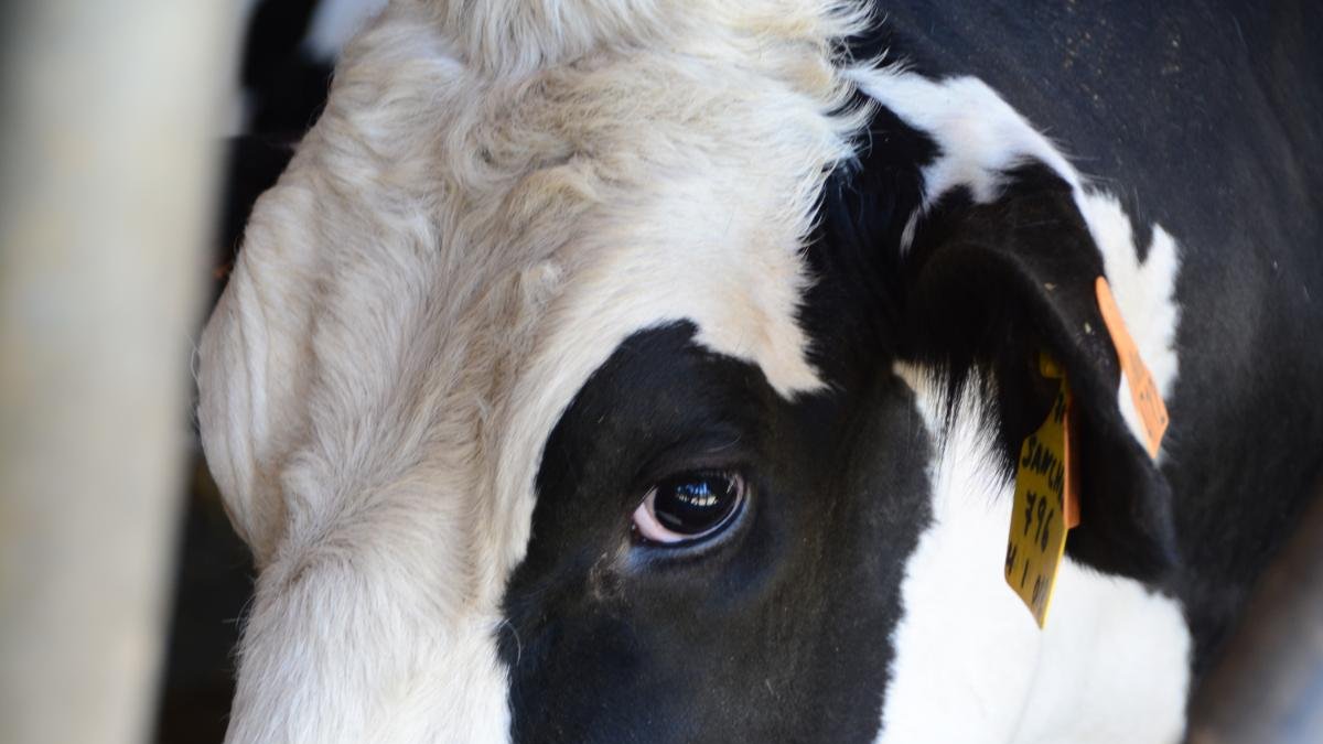 Vaca lechera en una explotación ganadera.