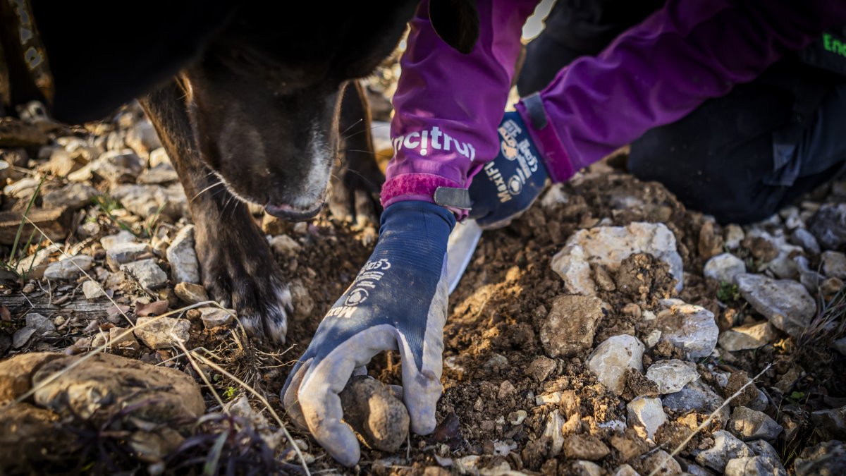 Recogiendo trufa en una finca de la provincia de Soria.