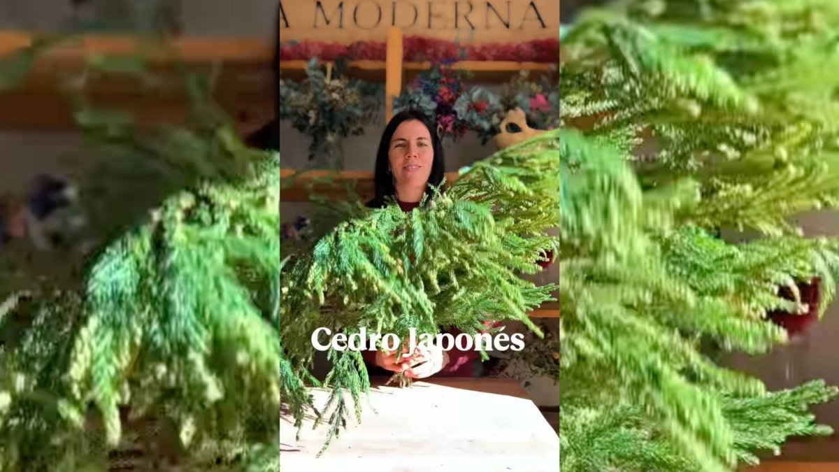 'La Moderna Rural Shop' presenta el cedro japonés, una de sus plantas favoritas para ramos y coronas navideñas por su textura suave y su tono verde azulado.