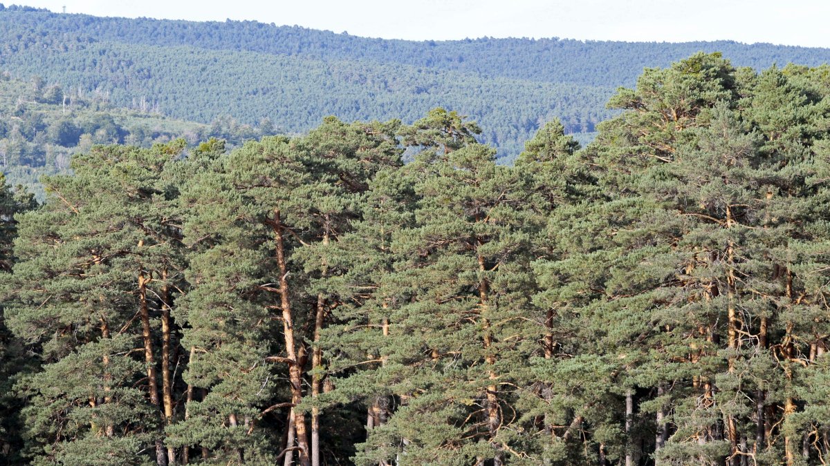 Monte de pinar en Covaleda.