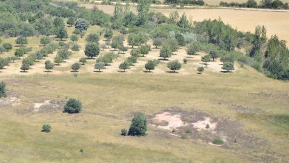 La desertificación amenaza a casi una tercera parte del territorio de Soria – Heraldo-Diario de Soria