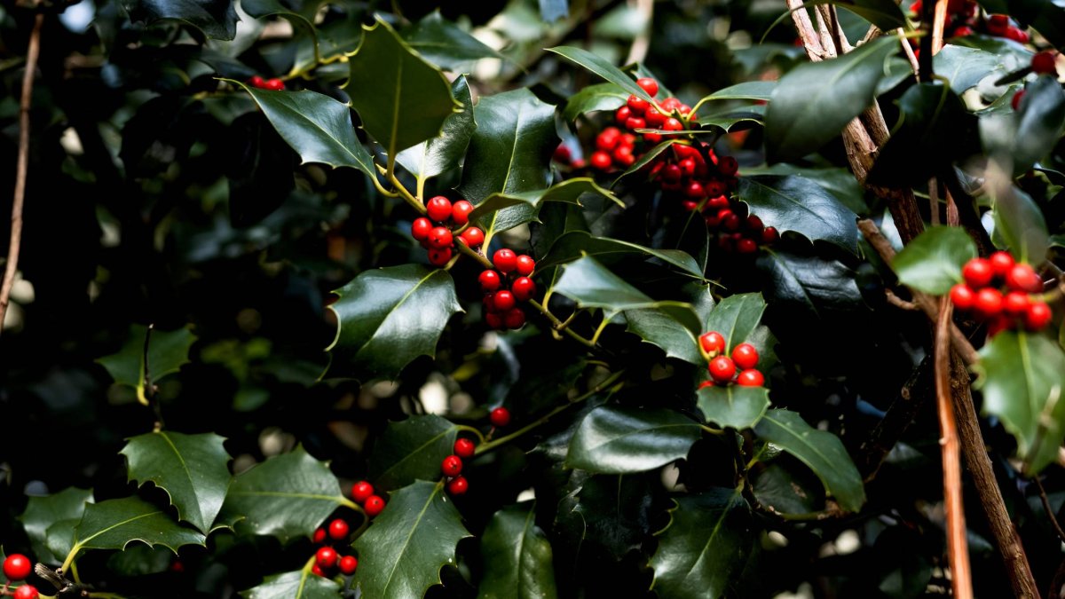 El acebo, con su característico contraste entre hojas verdes oscuras y bayas rojas, es el emblema vegetal de la Navidad. En Soria, su uso artesanal está regulado y certificado por sostenibilidad gracias a iniciativas como la de El Acebarillo.