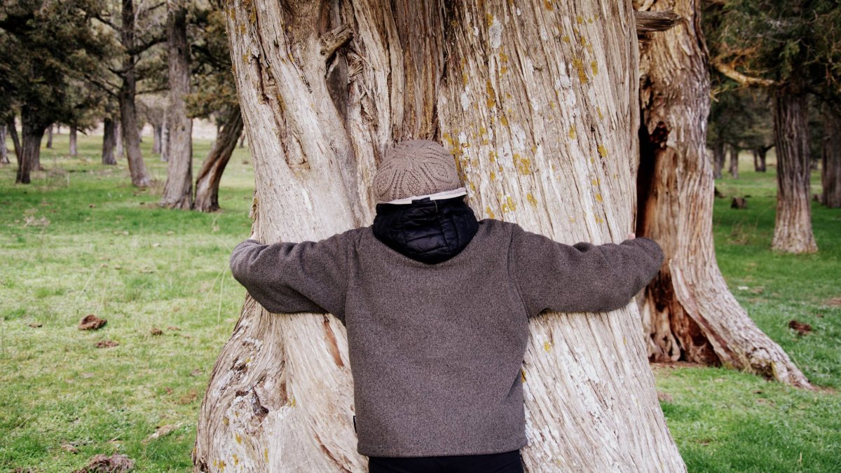 Una conexión directa con la naturaleza milenaria: el tronco de esta sabina puede superar los 1.000 años.