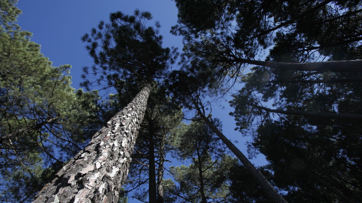 El 35% de la superficie forestal arbolada de Soria está certificada.