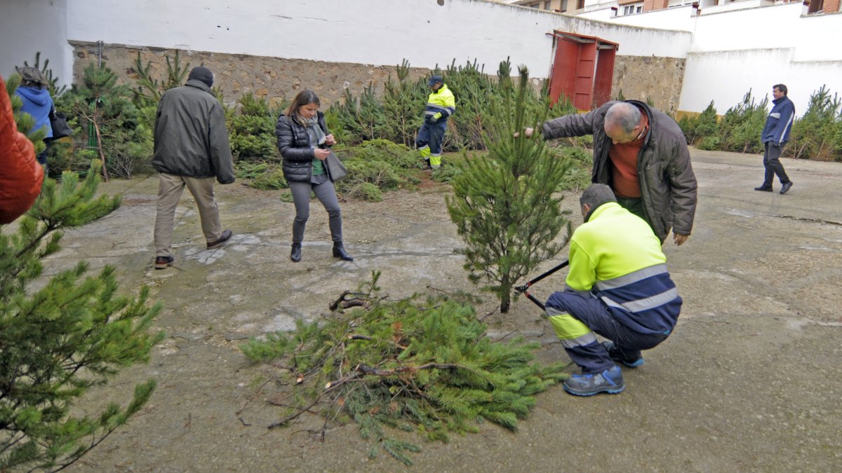 Reparto de pinos, en una imagen de archivo.
