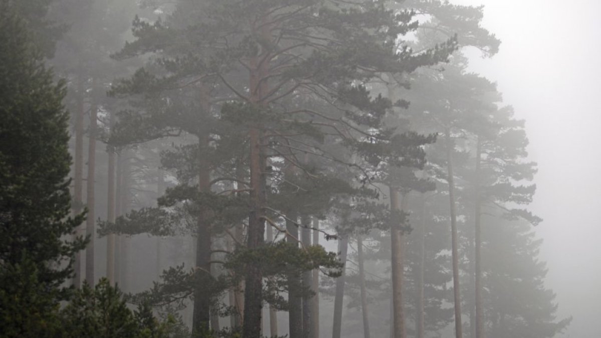 El bosque de Pinar Grande entre la niebla en Soria