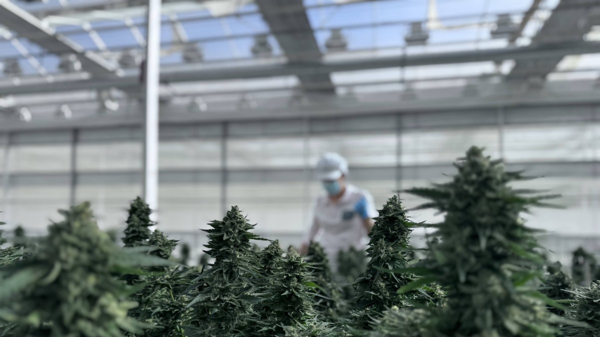 Plantas de cannabis en el invernadero de Ondara en Garray.