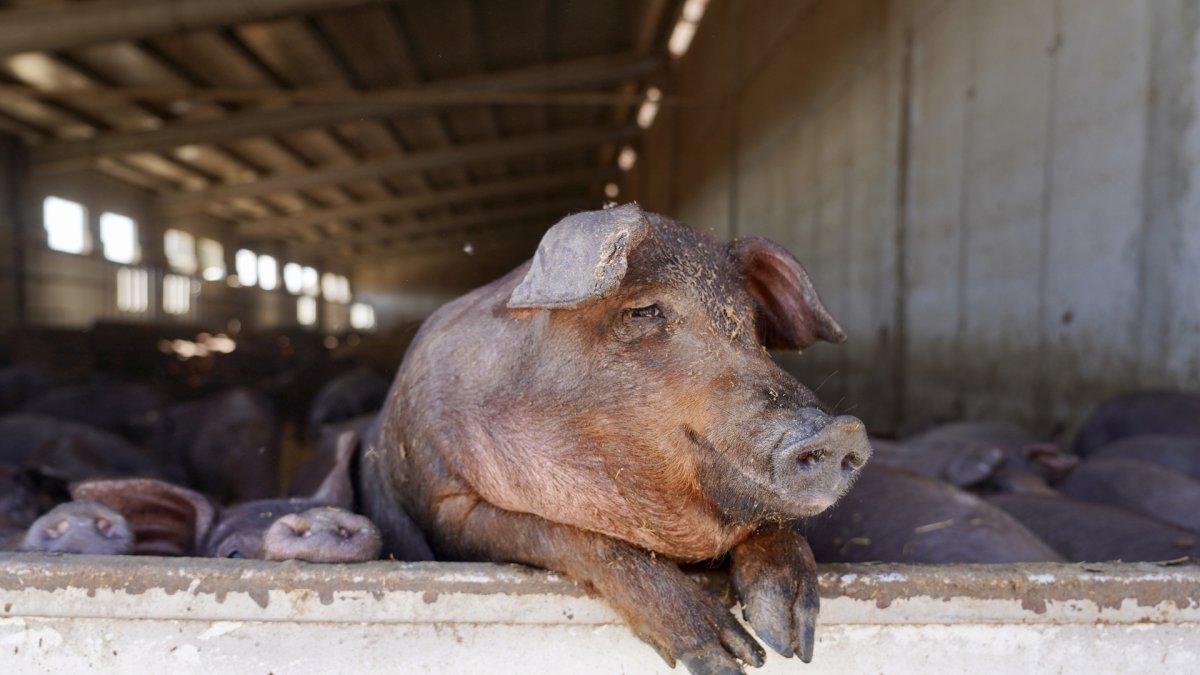 Explotación de ganado porcino en Cogeces del Monte.