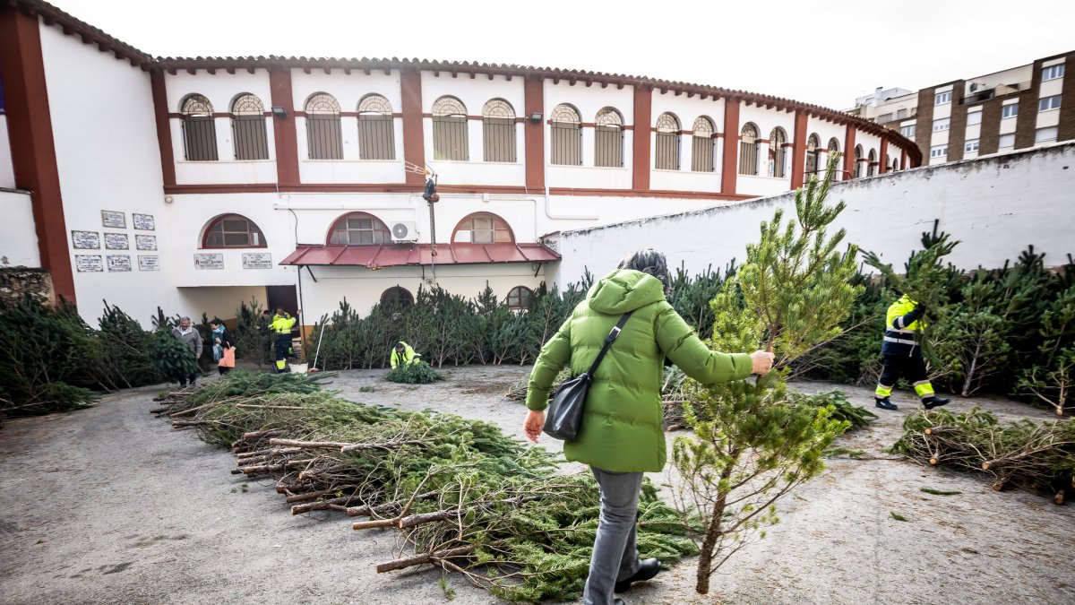 Reparto de pinos en la plaza de toros