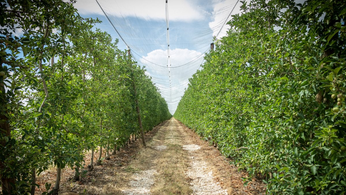 Campo de manzanas de Nufri, en La Rasa.