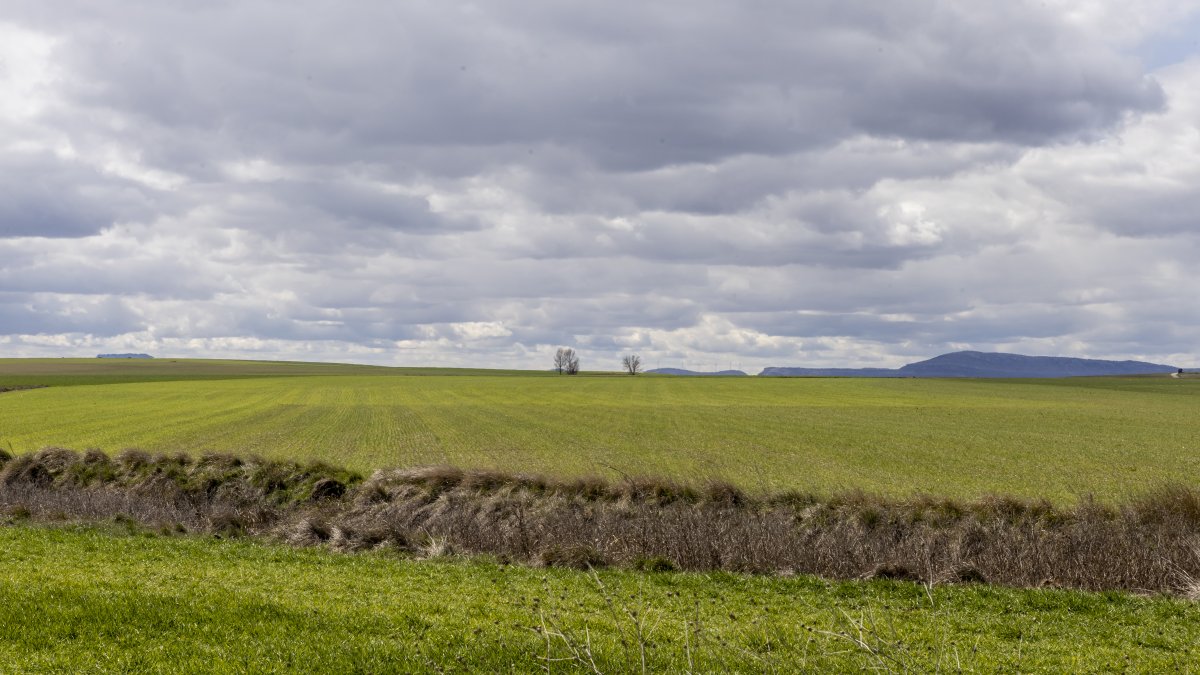 Campo de trigo en la provincia de Soria, el cultivo con mayor superficie.