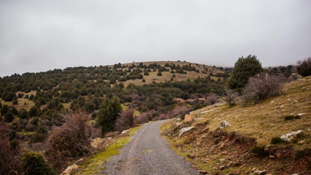 Pista forestal.