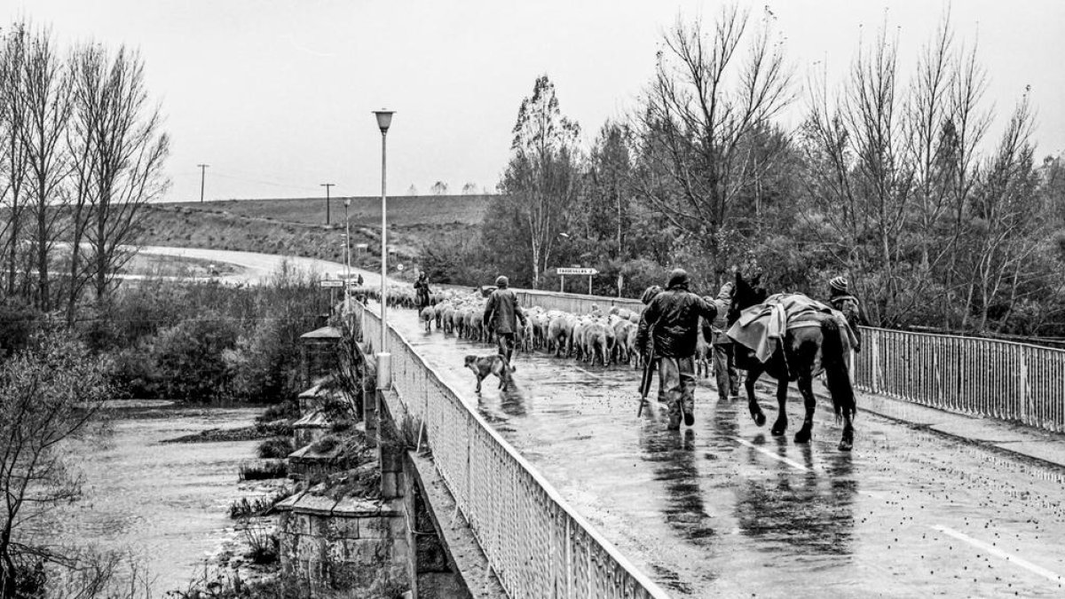 Trashumancia sobre el puente de Garray en 1980