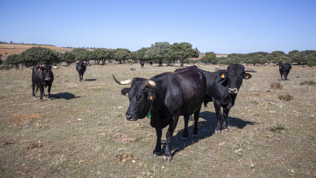 Explotación de vaca serrana negra en la provincia.