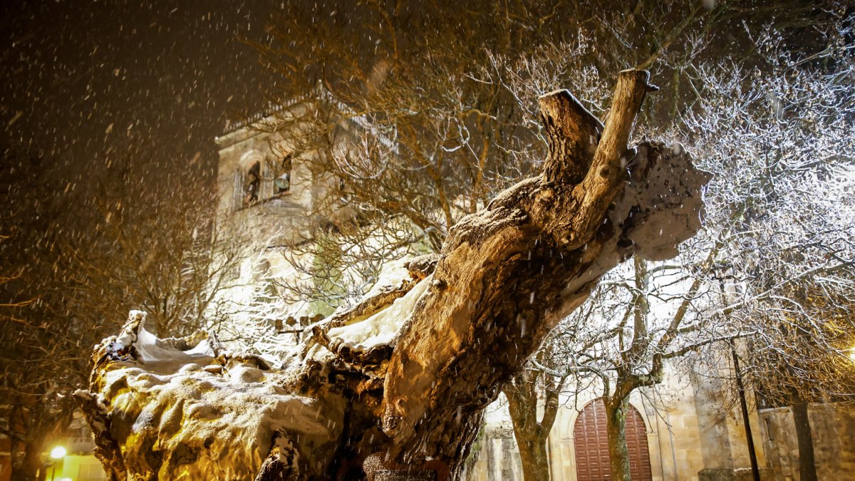 El Olmo viejo hendido por el rayo bajo los copos de nieve.