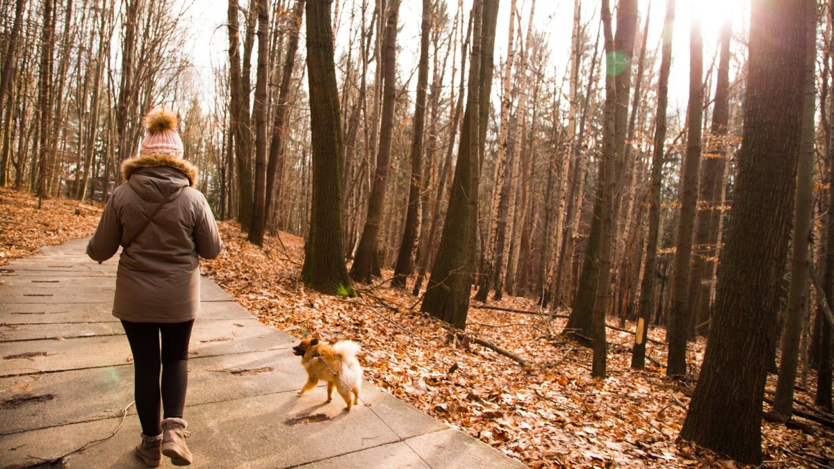 Los paseos en invierno deben ser más cortos y frecuentes para evitar que los perros pequeños pierdan temperatura corporal.