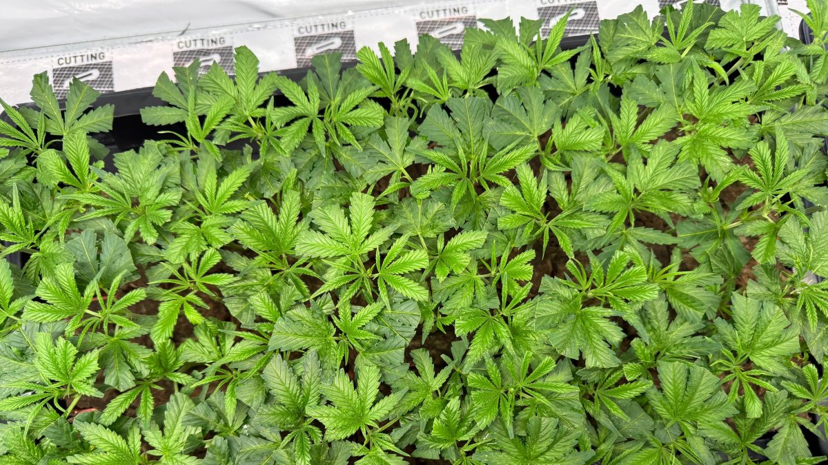 Plantas de cannabis cultivadas en Garray.
