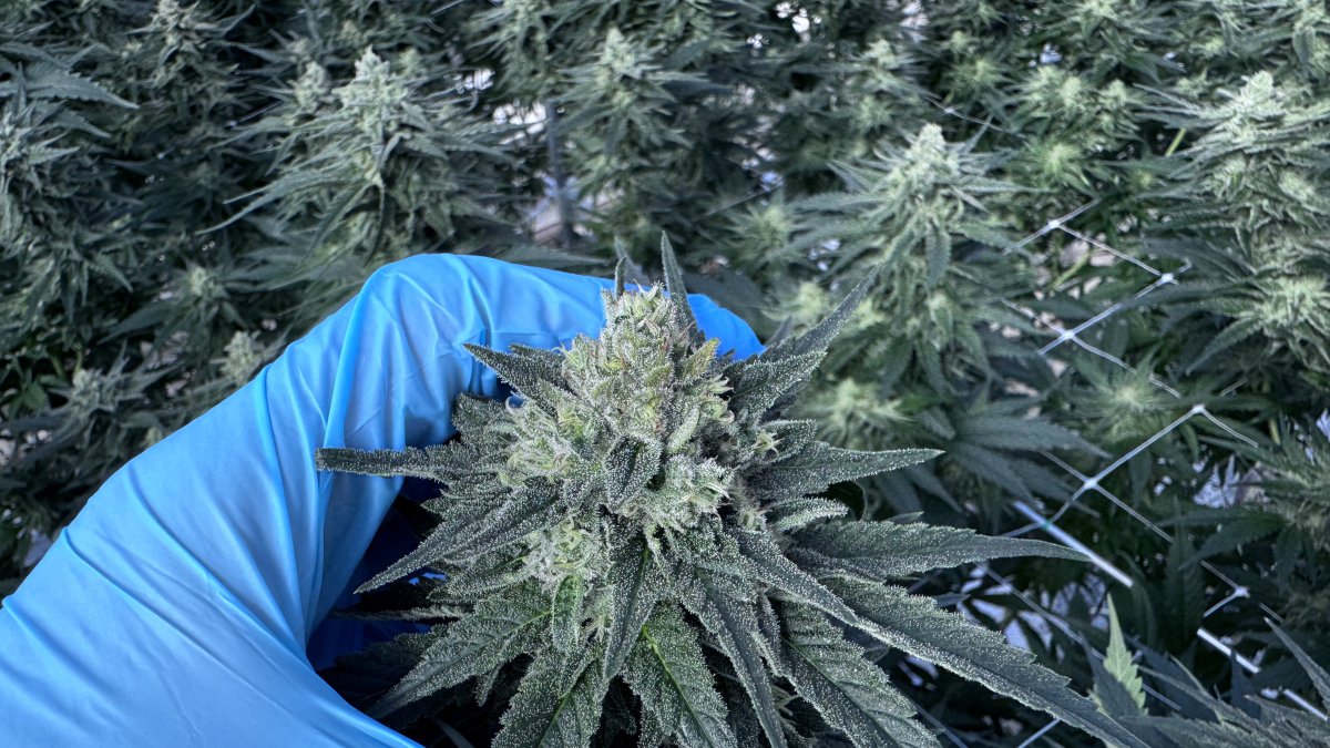 Planta de cannabis cultivada por Ondara en el invernadero de Garray.