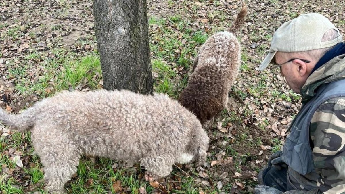 Cosecha de trufa negra ecológica de un vivero provincial de Castilla y León.