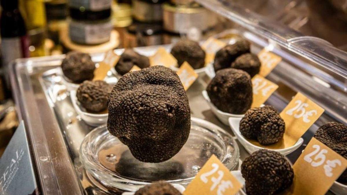 Ejemplares de Tuber melanosporum a la venta en el Recinto Ferial de Abejar, donde la trufa negra se comercializa al gramo y alcanza precios premium en plena temporada