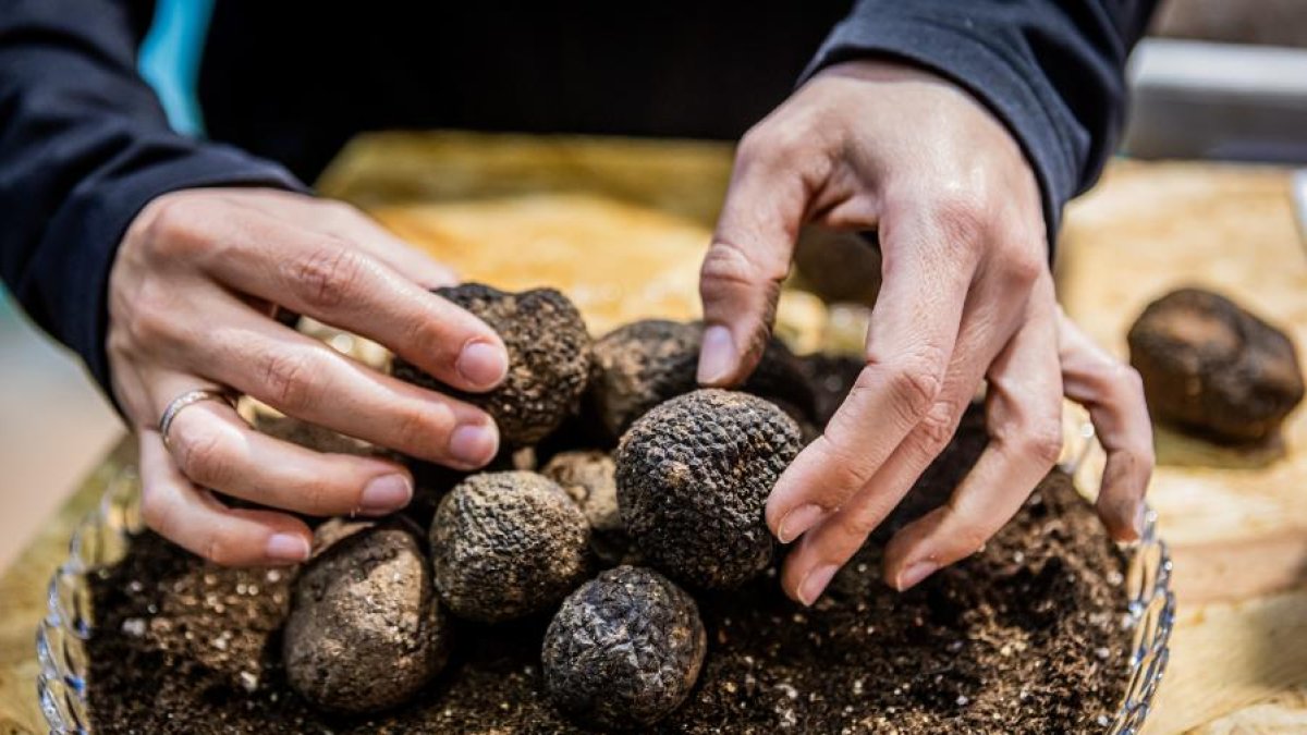Trufas en la Feria de la Trufa de Abejar en febrero de este 2026.