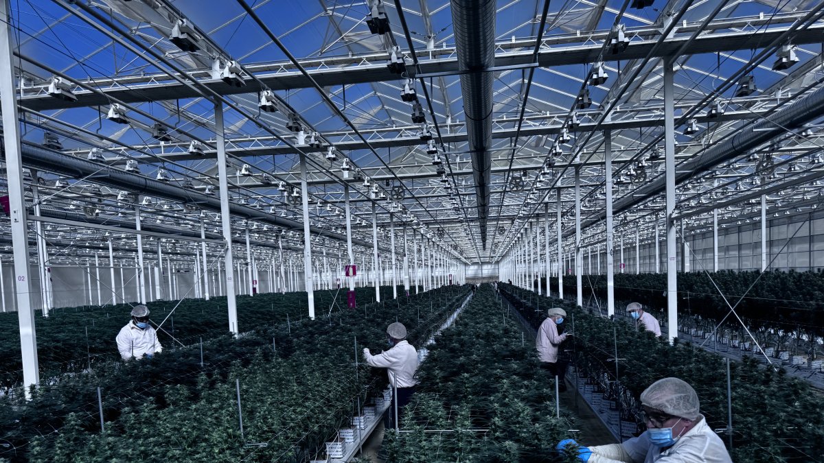 Cultivo de cannabis en el interior del invernadero de Ondara.