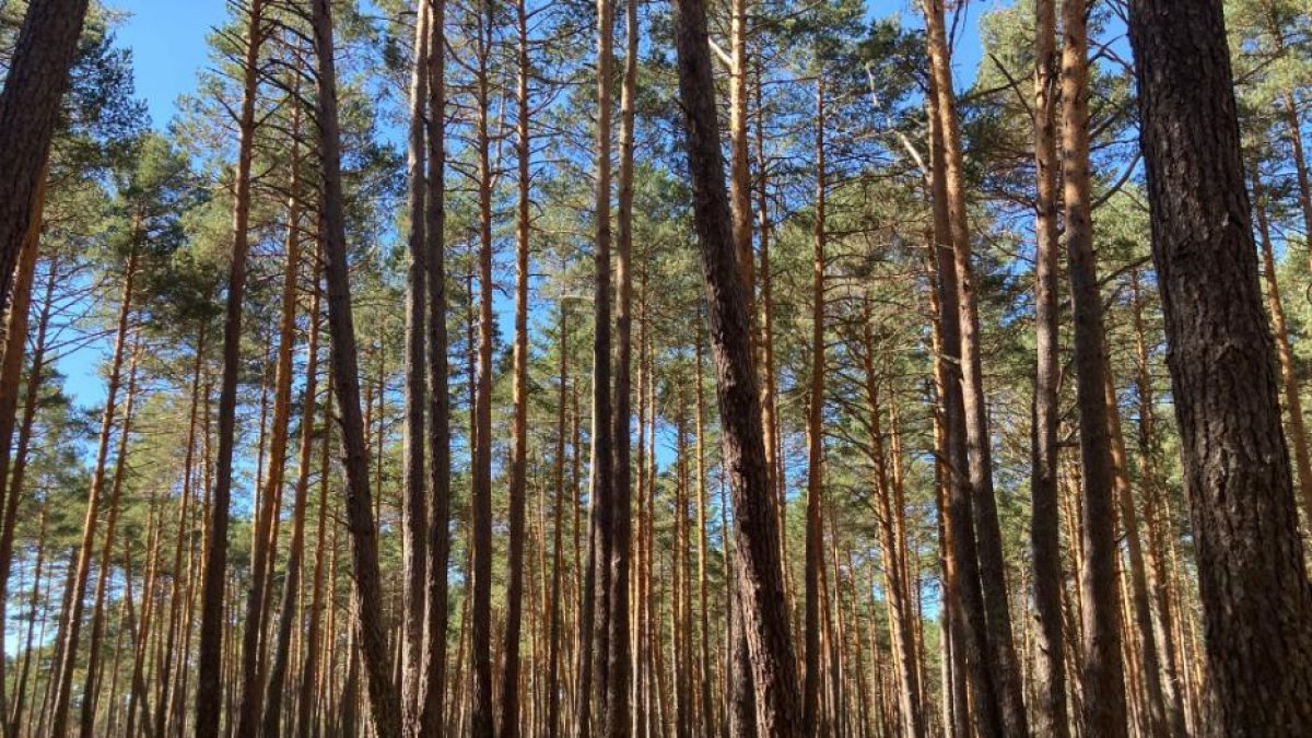 La campaña micológica necesita sol.