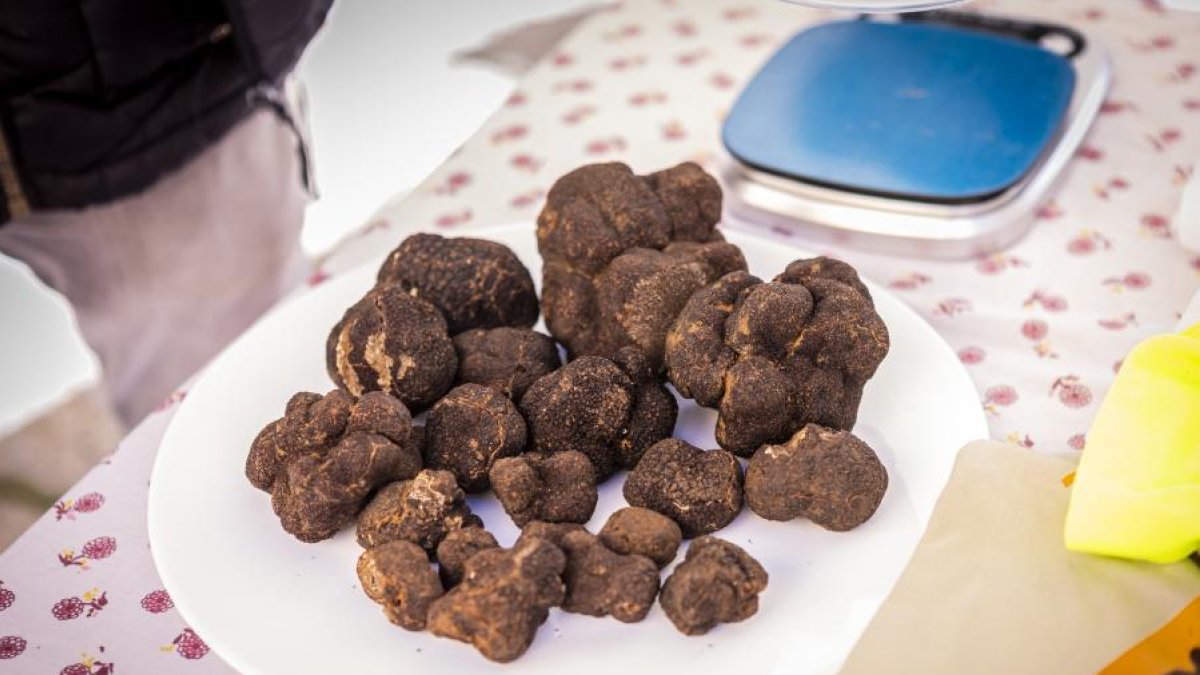 Trufas en la última Feria de Abejar.