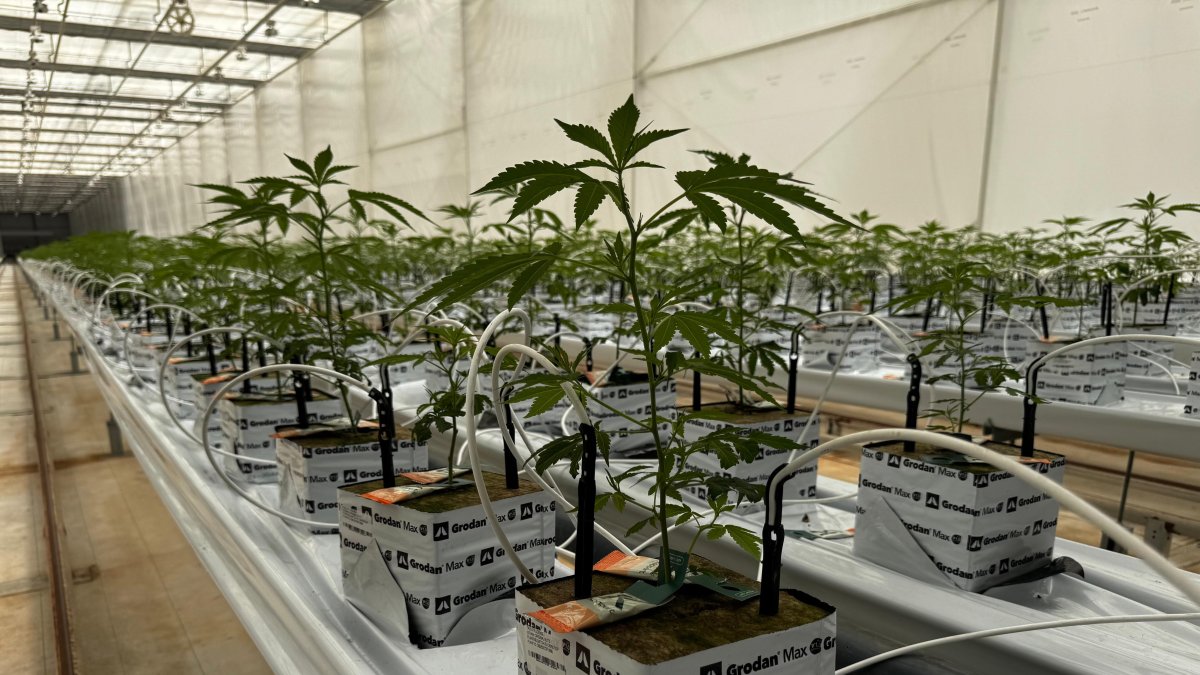 Plantas de cannabis cultivadas en Ondara.