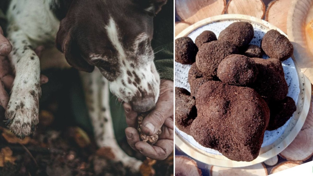 Un perro trufero detecta el aroma de la trufa mientras las piezas recién recolectadas muestran por qué la Tuber Melanosporum de Soria es conocida como el “diamante negro” de la gastronomía