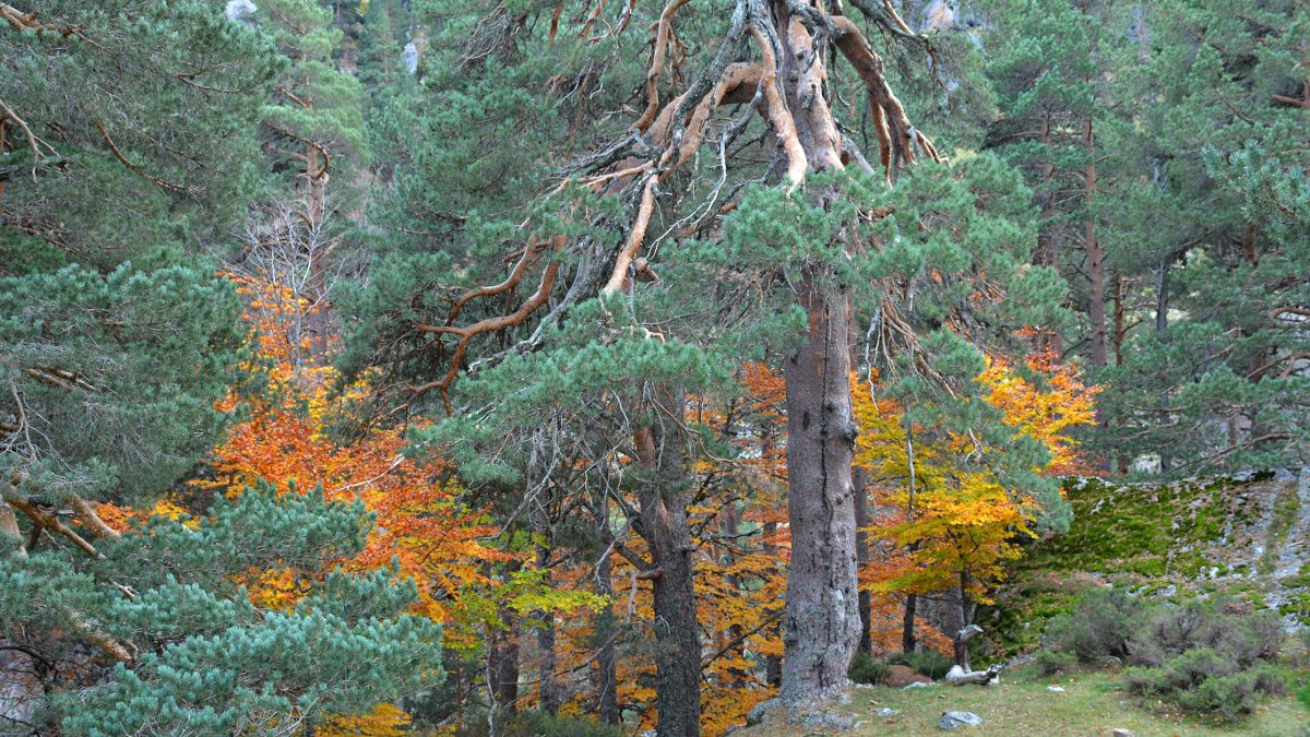 Los pinares del Parque Natural de la Laguna Negra y los Circos Glaciares de Urbión, en la provincia de Soria, son uno de los grandes destinos del turismo micológico en España.