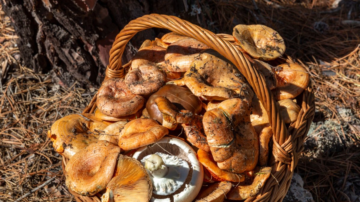 La recolección de setas en pinares es una de las experiencias más populares del turismo micológico en España durante el otoño.
