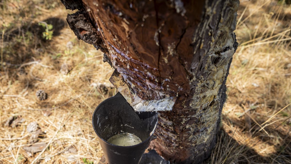 Resinando un pino en Quintana Redonda.