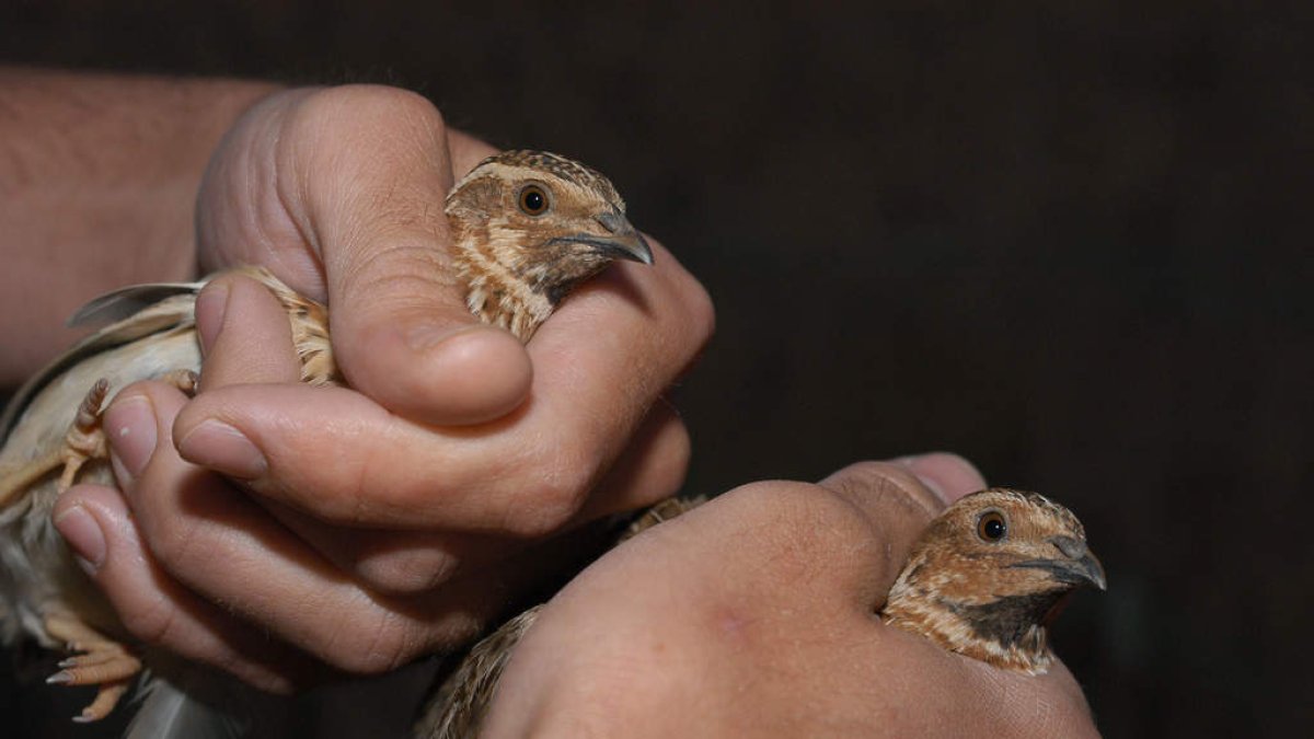 Una persona sujetando dos codornices.